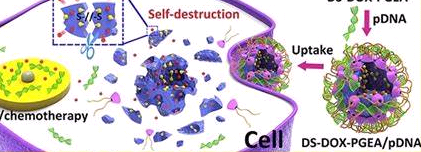 C18-PEG-CY7具有独特的自组装性、生物相容性和成像能力