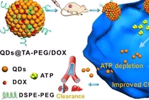 alginate-PLO-alginate（海藻酸钠-多聚鸟氨酸-海藻酸层层组装）定制合成
