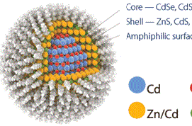 转铁蛋白修饰空白脂质体（Transferrin-Liposomes）的定制合成步骤