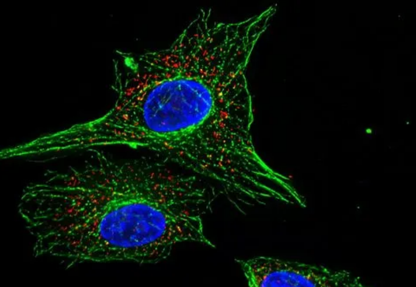 Dextran-Maleimide.png Dextran-Maleimide.png