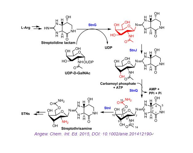 尿苷二磷酸葡萄糖-4-表异构酶(UDP-glucose-4-epimerase).png 尿苷二磷酸葡萄糖-4-表异构酶(UDP-glucose-4-epimerase).png