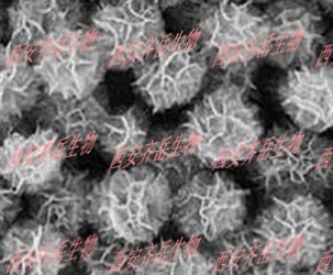 DNAnanoflower DNAnanoflower