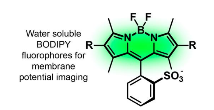 BODIPY-705/730 BODIPY-705/730