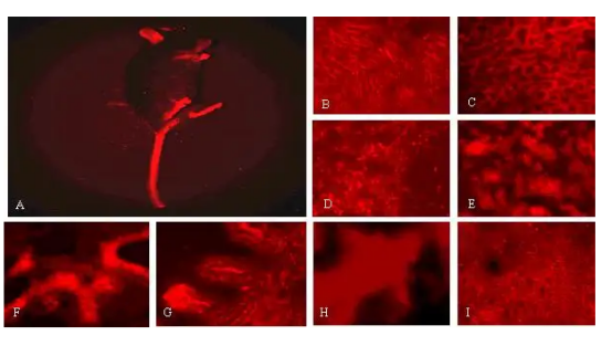 1650851964212360.png image.png