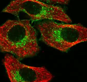Cy3.5标记链霉亲和素 Cy3.5标记链霉亲和素
