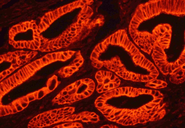 Avidin-cy3 Avidin-cy3