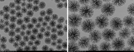 树枝状介孔二氧化硅纳米颗粒 树枝状介孔二氧化硅纳米颗粒