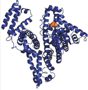 人血清白蛋白 人血清白蛋白