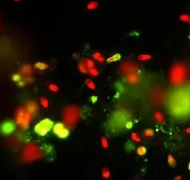 Cy3.5 NHS ester Cy3.5 NHS ester