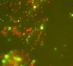 Sulfo-Cy5 NHS ester Sulfo-Cy5 NHS ester