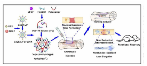 荷载多西他赛(DTX)和碳酸氢铵(ABC)的热敏脂质体 荷载多西他赛(DTX)和碳酸氢铵(ABC)的热敏脂质体