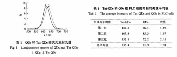 CdTe量子点共价偶联多肽Tat CdTe量子点共价偶联多肽Tat