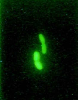 羧基荧光素 羧基荧光素