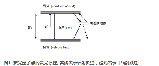 聚乙烯亚胺包裹ZCIS量子点搭载核酸 聚乙烯亚胺包裹ZCIS量子点搭载核酸