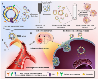 细胞膜仿生聚合物囊泡 细胞膜仿生聚合物囊泡