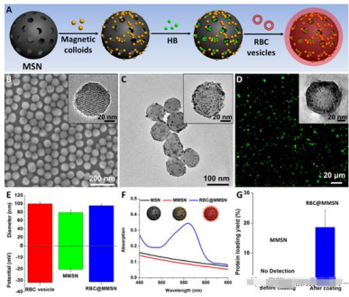 融合细胞系膜介孔二氧化硅颗粒 融合细胞系膜介孔二氧化硅颗粒
