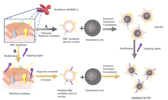 **细胞膜仿生囊泡 **细胞膜仿生囊泡