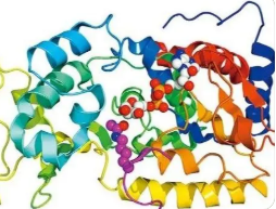 荧光标记K237多肽