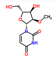 FITC荧光标记2'-甲氧基尿苷