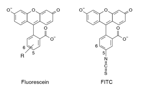 异硫氰酸荧光素(FITC) 异硫氰酸荧光素(FITC)