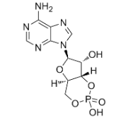 荧光标记环磷酸腺苷