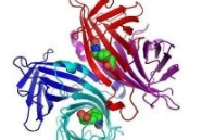 streptavidin streptavidin