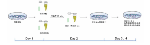 siPORT胺转染试剂脂质体 siPORT胺转染试剂脂质体