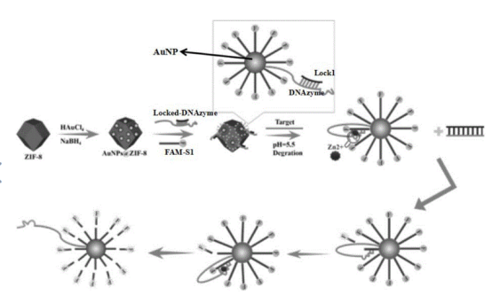 金纳米粒子包裹ZIF-8 金纳米粒子包裹ZIF-8