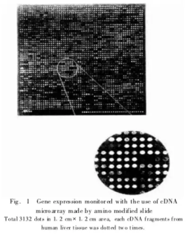 氨基修饰载玻片 