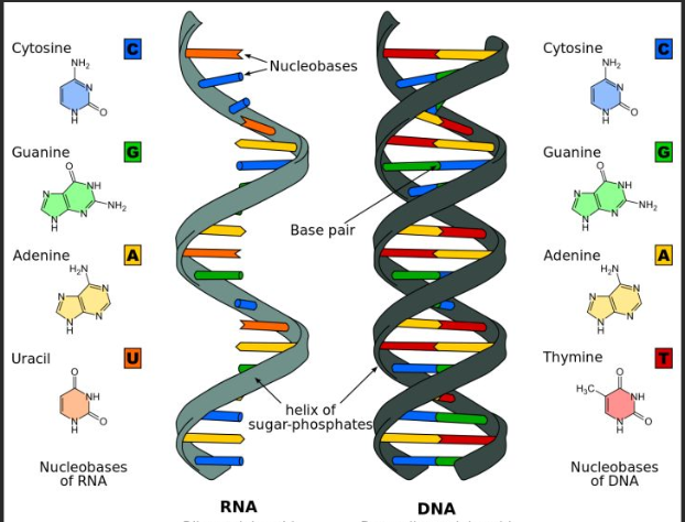 肽核酸(PNA)修饰Fe3O4-Au纳米颗粒 肽核酸(PNA)修饰Fe3O4-Au纳米颗粒