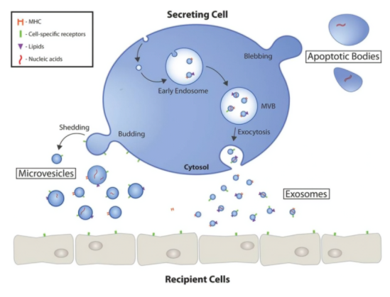 细胞微囊泡 细胞微囊泡