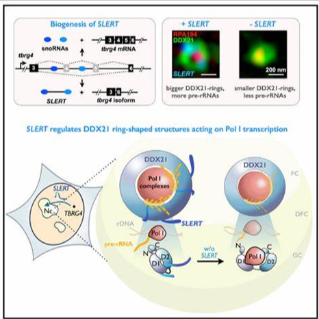 核糖核酸RNA修饰5-羟甲基胞苷(hm5Cm) 核糖核酸RNA修饰5-羟甲基胞苷(hm5Cm)