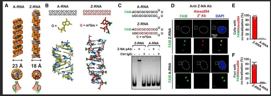 5-羧基四甲基罗丹明标记RNA 5-羧基四甲基罗丹明标记RNA