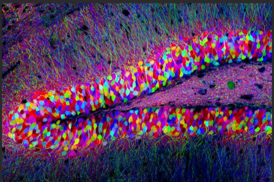 羧甲基荧光素6-FAM修饰磁性四氧化三铁纳米粒 羧甲基荧光素6-FAM修饰磁性四氧化三铁纳米粒