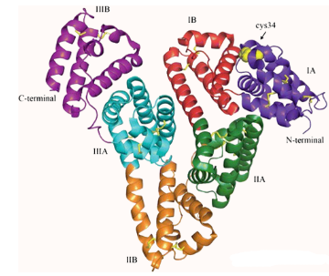10-羟基喜树碱人血清白蛋白纳米颗粒 10-羟基喜树碱人血清白蛋白纳米颗粒