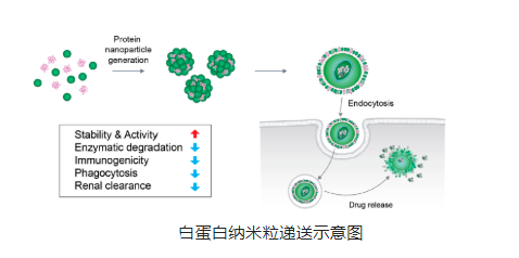 多烯紫杉醇白蛋白纳米粒 多烯紫杉醇白蛋白纳米粒