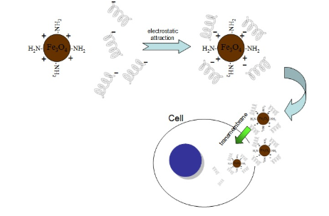 PCR产物纯化磁珠试剂盒 PCR产物纯化磁珠试剂盒