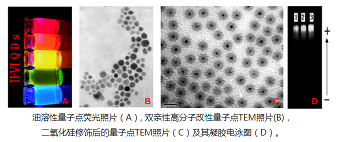 PEG-NH2修饰水溶性量子点