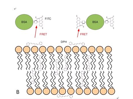 荧光素标记牛血清白蛋白