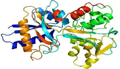 转铁蛋白 转铁蛋白