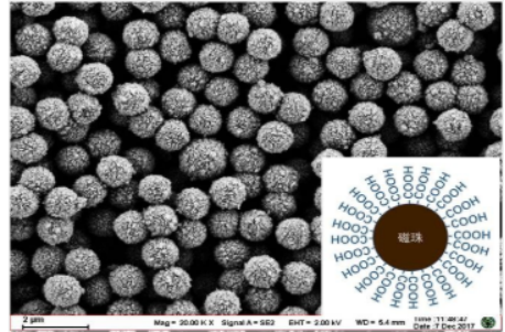 羧基磁珠 羧基磁珠