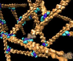 肌动蛋白 肌动蛋白