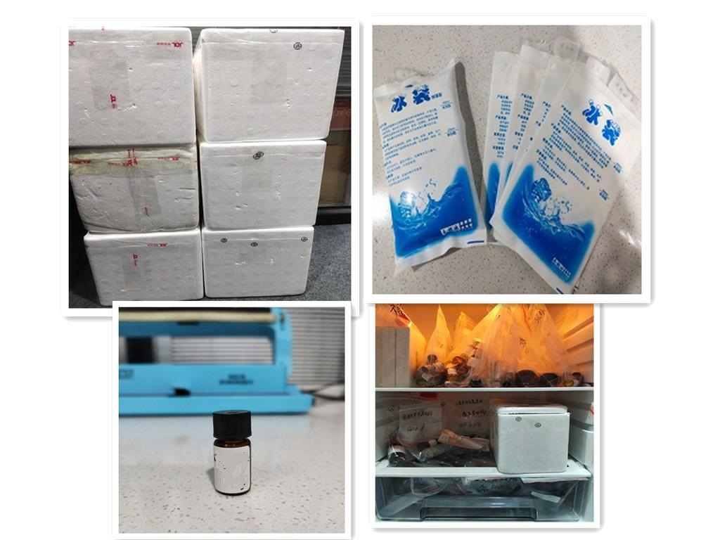 对乙酰氨基酚-海藻酸钠-碳纳米管(MWCNT)凝胶微球 对乙酰氨基酚-海藻酸钠-碳纳米管(MWCNT)凝胶微球