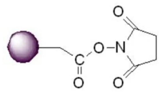 Magarose-NHS Magarose-NHS