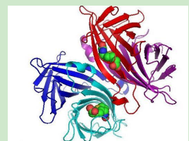 阿奇霉素-聚乙二醇-链霉亲和素 阿奇霉素-聚乙二醇-链霉亲和素