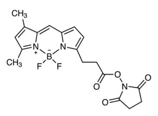 BDP FL NHS ester，146616-66-2，一种用于488 nm通道的**染料，是荧光素的替代品