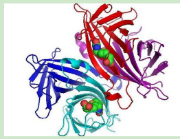 培美曲塞-聚乙二醇-链霉亲和素 