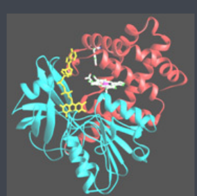 Pemetrexed-PEG-Catalase