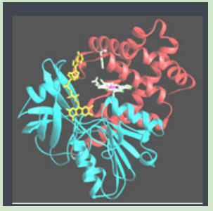 磺胺地索辛-聚乙二醇-过氧化氢酶 磺胺地索辛-聚乙二醇-过氧化氢酶
