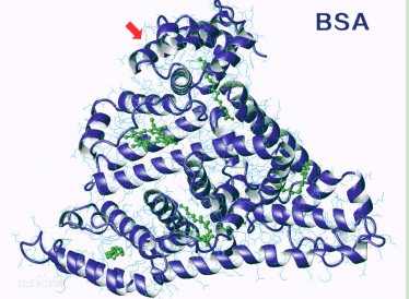 姜黄素-聚乙二醇-牛血清白蛋白 